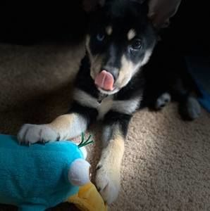 Meet your Posher, Patrick